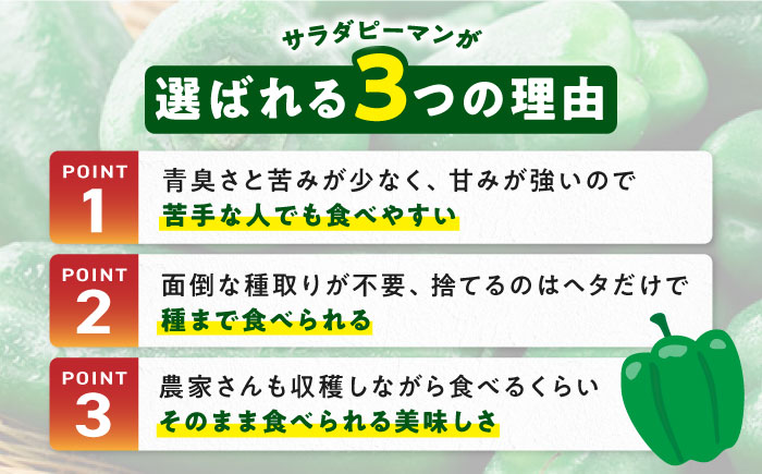 【先行予約】いちょうの畑 サラダピーマン 約5kg 【農事組合法人いちょう】 [YDN012]