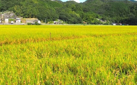 内子からり米使用 もち麦ご飯 24パック 自社栽培内子からり米にこまる・内子町産もち麦使用 ／ 米 もち麦 ごはん 愛媛県産 お米 パックご飯 【株式会社内子フレッシュパークからり】 [BKAD007