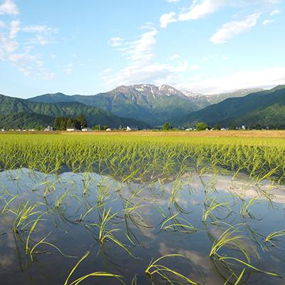 ふるさと納税 南魚沼市 【毎月定期便】特別栽培米南魚沼産こしひかり8割減 玄米 2kg全9回 |  | 02