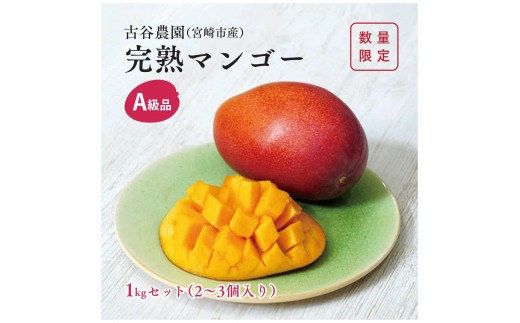 A級品 古谷農園 宮崎完熟マンゴー 1kg (2～3個入り) 旬 トロピカル フルーツ 果物 宮崎県産 化粧箱入り