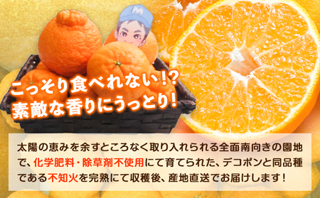 紀の川市不知火 まーくん家の不知火 10kg きただ農園まーくん家《2月末-3月下旬頃出荷》和歌山県 紀の川市 柑橘 化学肥料・除草剤不使用 しらぬい