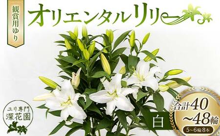 ユリ専門＜深花園＞観賞用ゆり オリエンタルリリー 白 5~6輪 8本 F23R-525