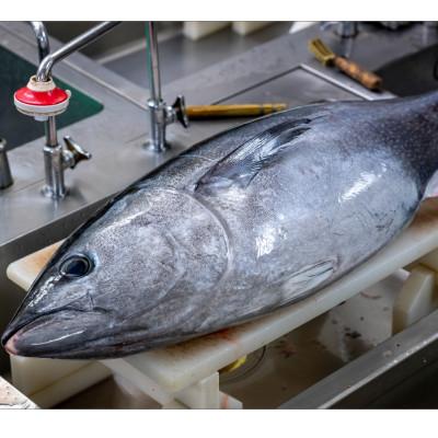 ふるさと納税 京丹後市 カニ屋が作る　魚ローストフィッシュ　 シビマグロ　1袋 約200g×3袋入り(ドレッシングソース付) |  | 02