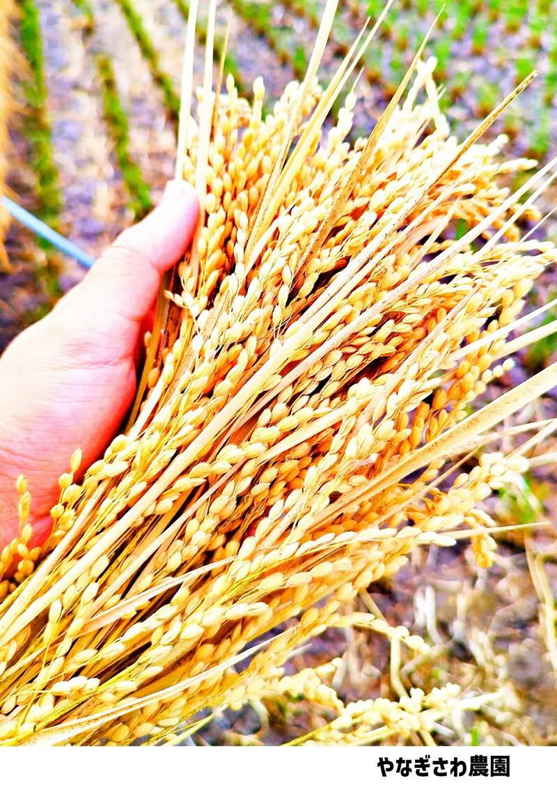 【令和8年産・白米5kg×3ヶ月定期便】長野県産こしひかり はぜかけ米（北海道・沖縄県・離島は配送不可）  【先行予約・2026年11月下旬以降発送】　精米 2026年産 産地直送 信州 長野県 佐久