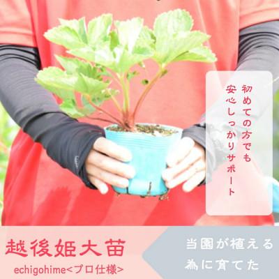 ふるさと納税 上越市 越後姫栽培キット　3株 |  | 01