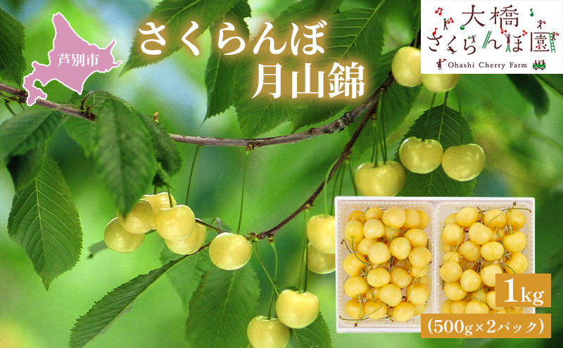 【先行受付】さくらんぼ 月山錦1kg（500g×2パック）最高級 サクランボ 贈り物 ギフト 黄 希少 3L 大