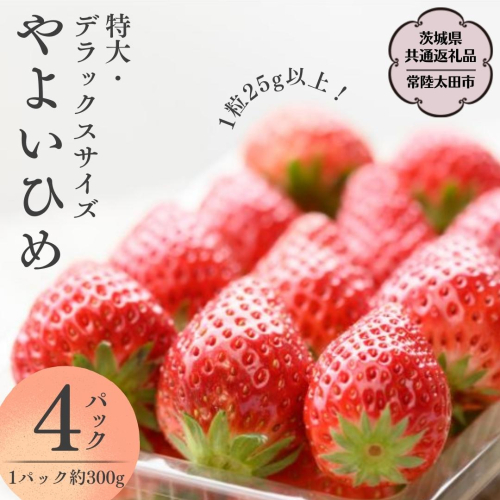 【 2026年 先行予約 】 やよいひめ (4パック)　特大・デラックスサイズ（茨城県共通返礼品／常陸太田市） 2026年1月上旬発送開始 大粒 フルーツ 苺 イチゴ いちご 新鮮 朝採れ 茨城県 桧山FRUITFARM [DY014sa]