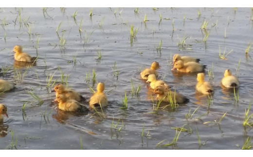 【10月上旬より順次出荷】 令和7年産 米 JAS有機栽培米 アイガモ農法 こしひかり 玄米 5kg  お米 コメ コシヒカリ