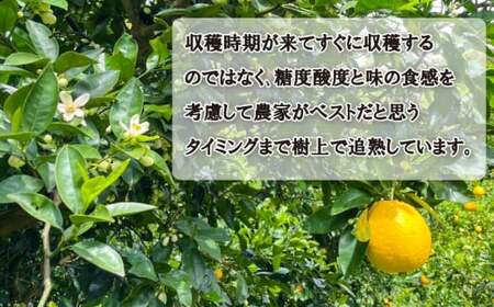 木成り 追熟 訳あり 愛南ゴールド 約10kg 柑橘 フルーツ 河内晩柑 果物 蜜柑 みかん くだもの mikan 家庭用 傷 不揃い 1年 サイズミックス かわち ばんかん かんきつ 和製 グレープ