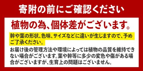 i617 コルクレザーハンギング(植物セット)地球環境や動物に配慮した素材で作られたプラントハンガー！ プラントハンガー 吊り下げ 観葉植物 エアプランツ 地球環境 グリーン インテリア 癒しの空間 植物ホルダー おしゃれ空間 ギフト 贈り物 【kurk PLANT LEATHER】