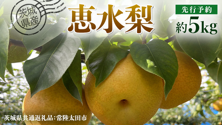 【 先行予約 】茨城県産 梨 恵水 約5kg 8玉～12玉 ( 茨城県共通返礼品 : 常陸太田市 ) 【 2026年 9月中旬頃より発送 】