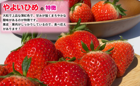 旬のいちご定期便 とちおとめ やよいひめ 4か月 毎月 約1000g 【先行予約】