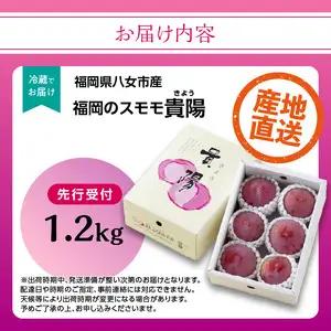【先行受付】＜福岡のスモモ＞貴陽 1.2kg|JAふくおか八女| すもも すもも フルーツ 産地直送 高糖度 糖度18度 美味しい 濃厚 甘酸っぱい 旬 先行予約 数量限定 期間限定 クール便 冷蔵配