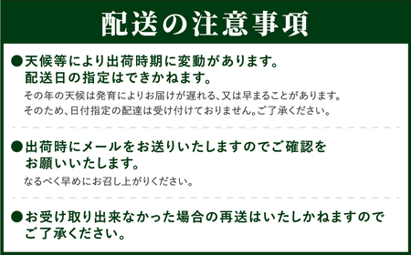 【 先行予約 】 シャインマスカット 1.3kg 2房 2024年発送 冷蔵 高級 種無し 種なし ブドウ ぶどう 品種 果物 甘さ 香り 美味しい 食べ方 人気 ランキング おすすめ 家庭用 贈答用