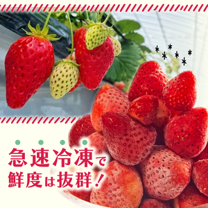 冷凍 いちご 1.5kg 完熟 ヘタ取り サイズミックス | いちご 果物 いちご 苺 いちご 冷凍いちご 滋賀県 竜王町 ひさだ苺農園