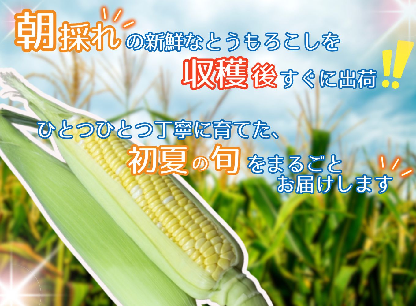 市川三郷町大塚産 ドルチェドリーム 12本 約5kg【2025年6月上旬から発送】Kai Sweet Farm[5839-2211]