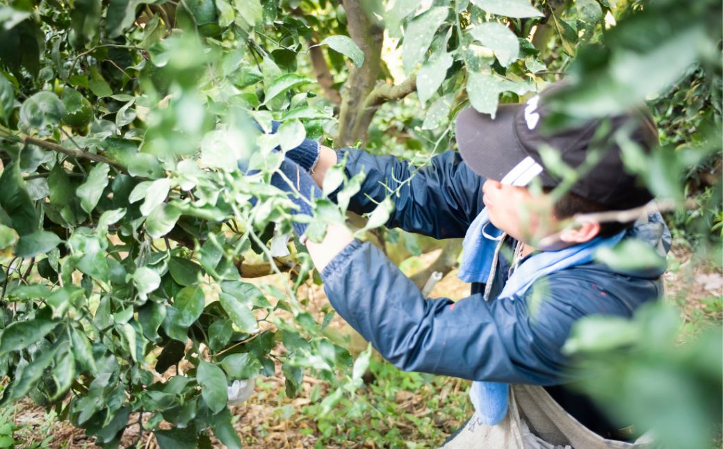 【先行予約】【訳あり】浅野農園の不知火 計10kg ※離島への配送不可(2026年2月中旬頃より順次発送予定) IKTAC030