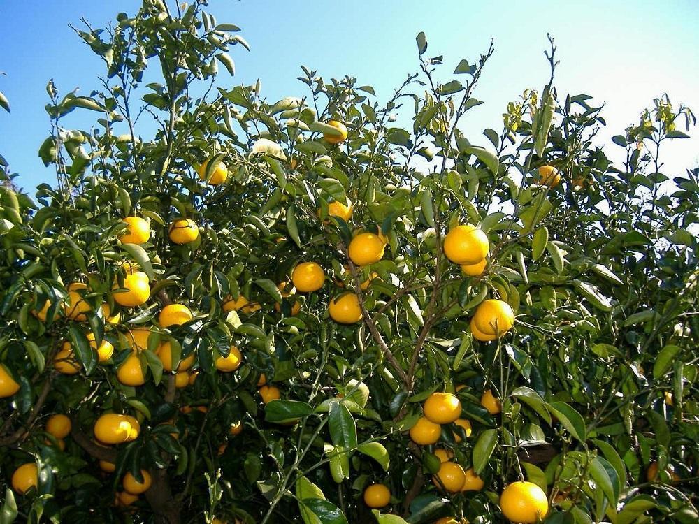和歌山由良町産 はっさく 約5kg サイズ混合 (S～３L)【 訳あり 御家庭用 】 【SL40】