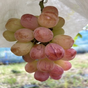 贅沢ぶどうセット4種6房詰め合わせ