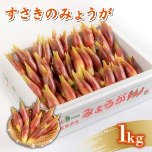 秀品 すさきのみょうが 1kg 生産量日本一 産地直送 かつおのたたき 薬味 高知県 高知 須崎 須崎市 かつおのたたき かつおのたたき かつおのたたき かつおのたたき