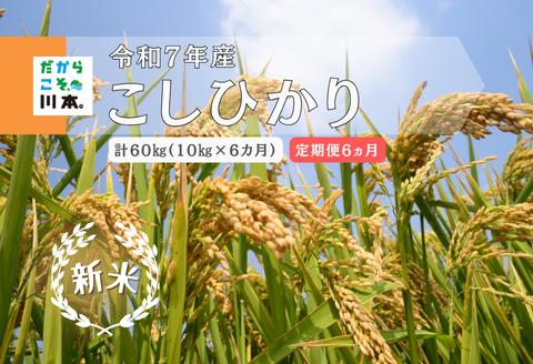 150265【令和7年産／お米定期便／6ヵ月】しまね川本こしひかり10kg(計60kg）