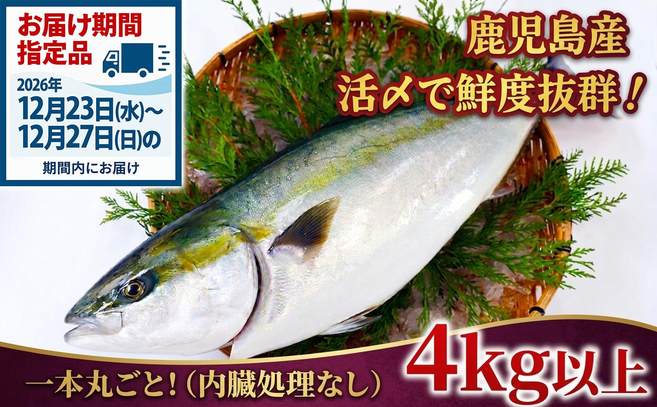 
                  C3-8002／【予約販売・12月23日以降順次発送】鹿児島県産 ぶりまるごと1尾 4kg以上（内臓処理なし）
                