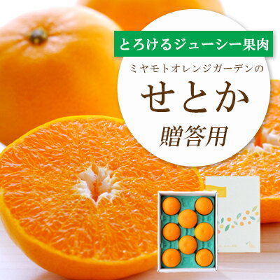 【ふるさと納税】【先行受付】 とろける濃厚柑橘せとか ギフトボックス入り(のし あり/なし)_ 柑橘 ミカン せとか オレンジ フルーツ 果物 くだもの 人気 おすすめ 送料無料 甘い ジューシー 愛媛県 八幡浜市 化粧箱 ギフトボックス 【G1360096】 YWTAP049