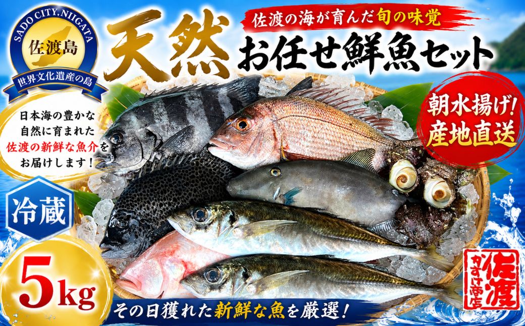 2026年10月1日以降順次発送 佐渡産 天然お任せ鮮魚セット 5kg