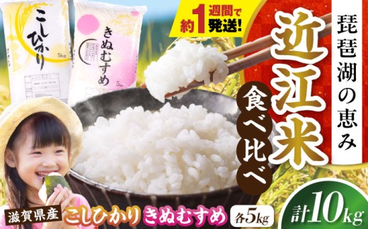 【スピード発送】【令和7年産】米 コシヒカリ・きぬむすめ白米食べ比べセット 滋賀県長浜市/株式会社コメック [AQDH007] 米 お米 白米 10kg キヌムスメ こしひかり 滋賀県産 長浜市産 こめ 精米 お米  国産 米ギフト ブランド米 食卓 冷めても美味しい 人気 お弁当 和食 ご飯のお供 もっちり もちもち 甘み あっさり カレー 丼 スピード配送 すぐ発送 すぐ届く