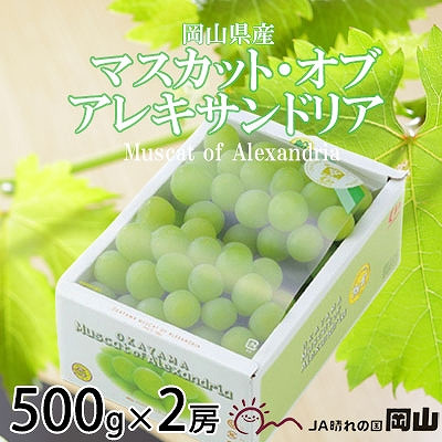 先行受付＜2025年8月下旬より発送＞岡山県産 マスカット・オブ・アレキサンドリア 500g×2房 TY0-0571