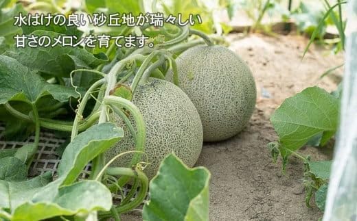 【令和8年産先行予約】菅原農園の庄内砂丘メロン 約5kg （3玉～5玉） アンデス メロン 【7月下旬～8月上旬】　K-835　菅原農園　鶴岡地区物産協同組合