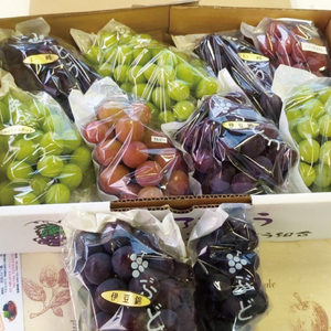 【2026年8月下旬～9月下旬発送】旬の種なしぶどう詰め合わせ　1.5kg（２～４房）【茨城県共通返礼品/石岡市】（MF-1）