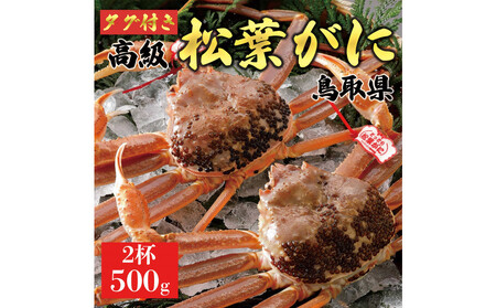 【2025年11月発送】特撰 松葉がに（なま）【ブランドタグ付き】500g超のサイズ  2杯