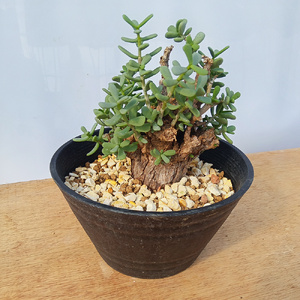 ケラリア・ピグマエア (発根管理済) A009｜観葉植物 コーデックス 盆栽 鉢植え インテリア ハコネコ [0662]