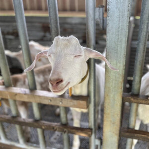 今帰仁生まれの「美らヤギ」刺し身2パック 山羊汁2パック【配送不可地域：離島】【1504567】