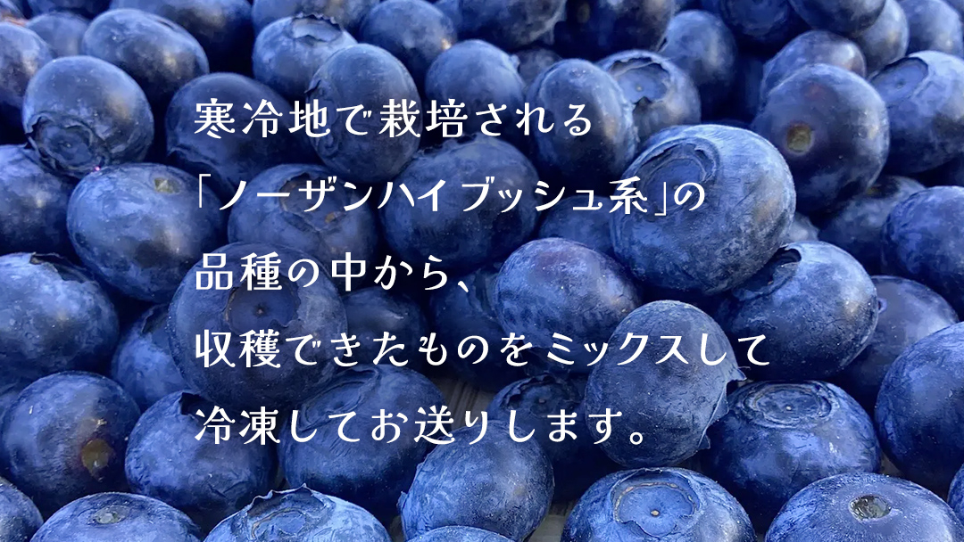 【 最短 7日以内 発送 】 冷凍 ブルーベリー 無選別（ 小玉 ～ 大玉 ） 500g 数量限定 国産 フルーツ スムージー 果物 くだもの 農家直送 スイーツ アイス ノーザンハイブッシュ系 ミッ