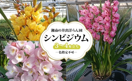 湘南の洋蘭 シンビジウム 3～4本 色の指定不可 シンビジューム Cymbidium 蘭 ラン らん 花 お花 生花 ピンク 黄色 白 インテリア ギフト 贈り物 神奈川県 寒川町