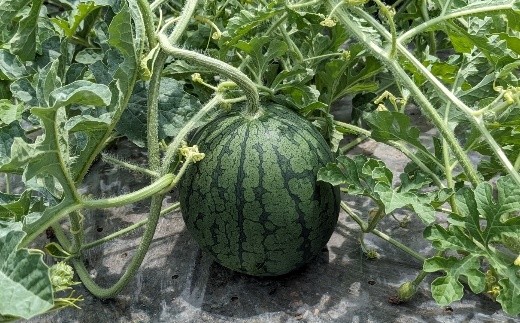 小玉すいか（ひとりじめBONBON）１玉　0011-2601