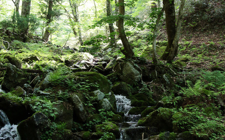 【令和8年産新米・先行予約】あわくら源流米 あきたこまち 玄米 5kg｜西粟倉村産・昼夜寒暖差が育む甘み｜ふるさと納税 K-bb-AFZA