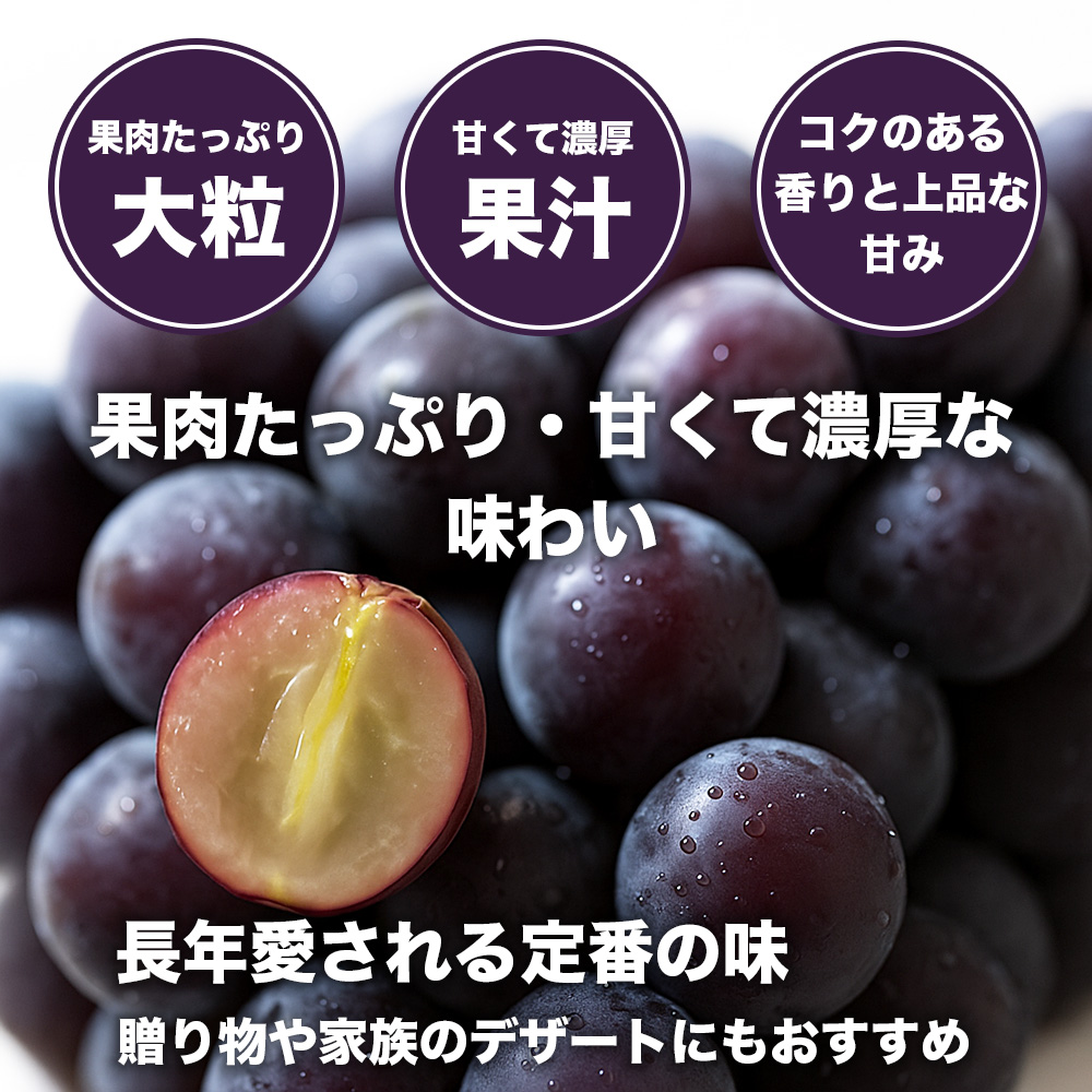 先行予約 巨峰 約2.4kg (8パック)【2026年7月下旬〜2026年8月下旬発送予定】きょほう フルーツ 果物 くだもの シャインマスカット ぶどう ブドウ 葡萄 国産 高級 大粒 ジューシー 
