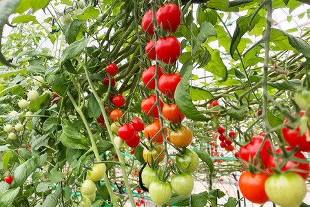 秋田県産ミニトマト「恋ベリー」 500gギフトBOX 高糖度 とまと 野菜 新鮮 甘い