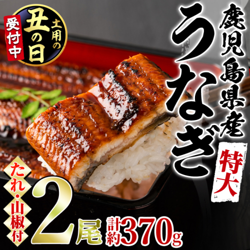 【0144360a-2607】＜土用丑の日までにお届け＞＜特大＞うなぎ蒲焼き(無頭)(2尾・計約370g・タレ、山椒付)うなぎ 高級 ウナギ 鰻 国産 蒲焼 蒲焼き たれ 鹿児島 ふるさと 人気【アクアおおすみ】