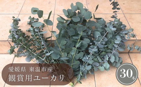 ユーカリ 観賞用 切り花 ユーカリ【30本】