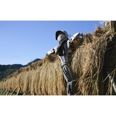 ふるさと納税 田村市 田村市産ひとめぼれ20kg(5kg×4袋)【令和7年産】 |  | 01