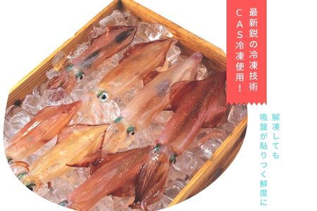 【高級白いか丸ごと 130g×3杯セット】ぷりぷり甘い高級白いかを朝どれ鮮度でお送りします! いか イカ 白いか ケンサキイカ 刺身 CAS CAS冷凍 年末年始 お正月 お歳暮 御歳暮 ギフト