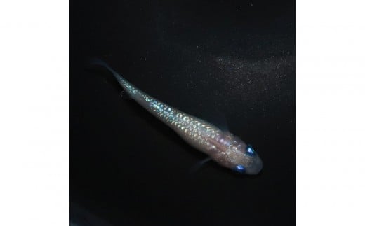 メダカ(ピンクサファイア)　1ペア メダカ屋えん 横浜市