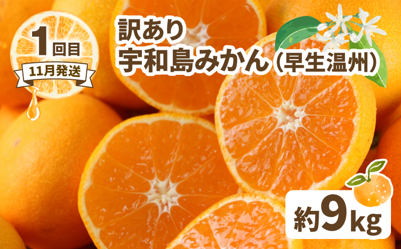 訳あり 人気柑橘 3回 定期便 マル南フルーツ 愛果28号 ( 紅まどんな と同品種) 宇和島みかん 蜜柑 mikan みかん あいか せとか 早生温州 定期便 果物 くだもの 愛媛県産 訳アリ 訳あ