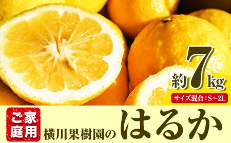 はるか 約7kg S～2L 家庭用 サイズ混合 横川果樹園 《2月上旬-3月中旬頃出荷》 和歌山県 日高川町 はるか みかん 果物 柑橘 フルーツ 送料無料