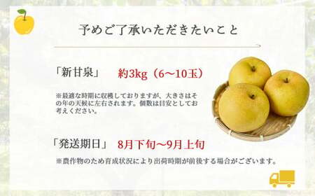 新甘泉【倉吉産】3kg（JA鳥取中央） 鳥取 梨 3kg 和梨 果物 フルーツ