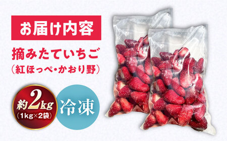 摘みたて冷凍いちご【急速冷凍機使用】紅ほっぺ・かおり野　1kg×2袋　滋賀県長浜市/株式会社みつなりのさと[AQBT003]
